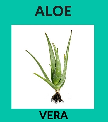 Aloe Vera Natural Ingredients for Skin Care