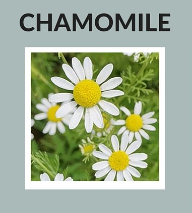 Chamomile Natural Ingredients for Skin Care